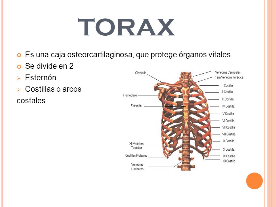 Que protegen las costillas flotantes